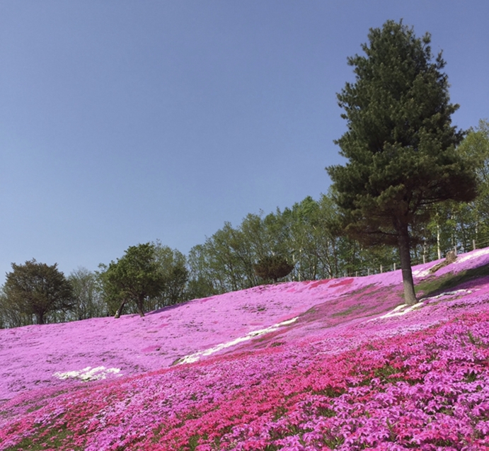 ひがしもこと芝桜公園